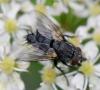 Lydella sp.